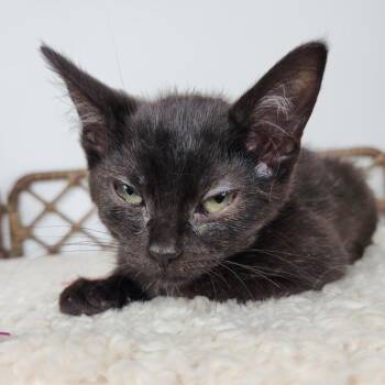 Ivy Moon -  Domestic Short Hair Cat for Adoption in Fort Wayne, Indiana - Ivy Moon | PetCurious
