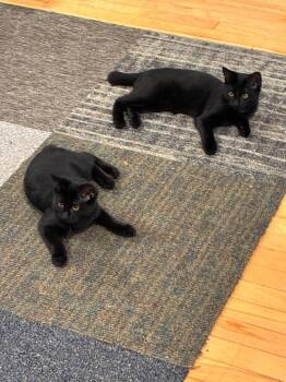 Nikki -  Domestic Short Hair Cat for Adoption in Pitman, New Jersey - Nikki | PetCurious
