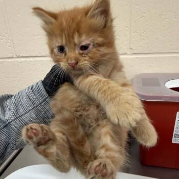 Tangerine -  Domestic Short Hair Cat for Adoption in Reno, Nevada - Tangerine | PetCurious