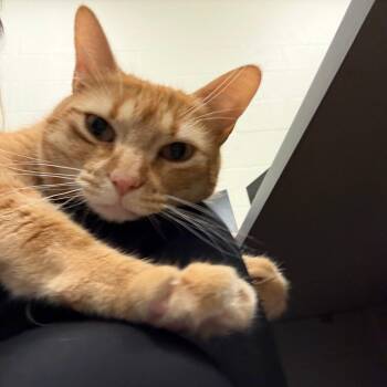 Quinn -  Domestic Short Hair Cat Available for Adoption in Sarasota, Florida - Quinn | PetCurious