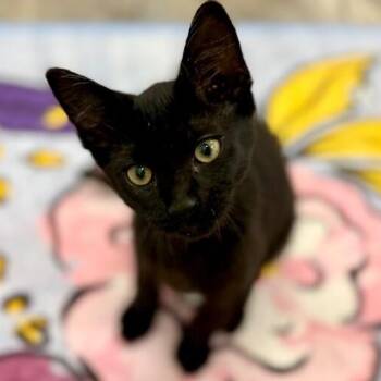 Bombay and Domestic Short Hair Cats Available for Adoption in Friendswood, Texas - Elrond Halfelven | PetCurious