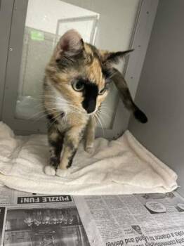 Ginger Snapp -  Domestic Short Hair Cat for Adoption in Louisburg, North Carolina - Ginger Snapp | PetCurious