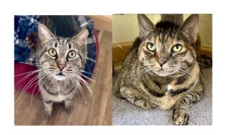 Domestic Short Hair Cats Available for Adoption in Prescott, Arizona - PEPPER AND SASSY | PetCurious
