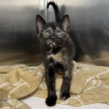 Hash brown -  Domestic Short Hair Cat for Adoption in Palm Springs, California - Hash Brown | PetCurious