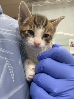 Pretzel -  Domestic Short Hair Cat for Adoption in Gainesville, Florida - Pretzel | PetCurious