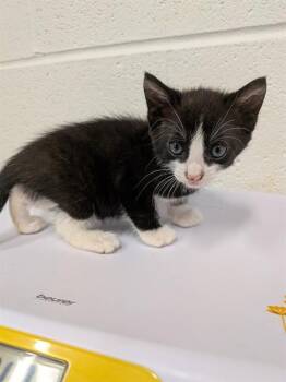 DARLA -  Domestic Short Hair Cat for Adoption in St. Peters, Missouri - DARLA | PetCurious
