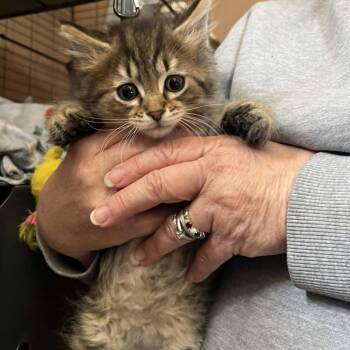 Domestic Medium Hair Cats Available for Adoption in Minneapolis, Minnesota - Eclipse | PetCurious