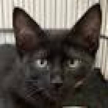 Hershey -  Domestic Short Hair Cat for Adoption in Salt Lake City, Utah - Hershey | PetCurious