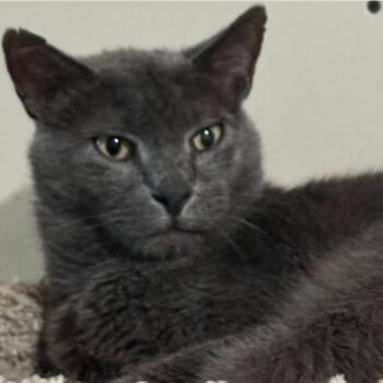 Rescue Russian Blue Cats for Adoption in Duette, Florida - Toby | PetCurious