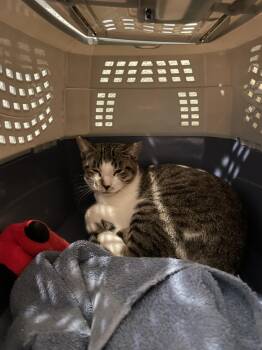 Rescue Domestic Short Hair Cats for Adoption in Lincoln, California - Wingdings | PetCurious
