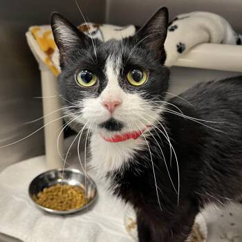 Domestic Short Hair Cats Available for Adoption in Fort Wayne, Indiana - Cleo | PetCurious