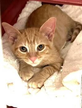 Kitten Ivanovich -  Domestic Short Hair Cat for Adoption in Seal Beach, California - Kitten Ivanovich | PetCurious