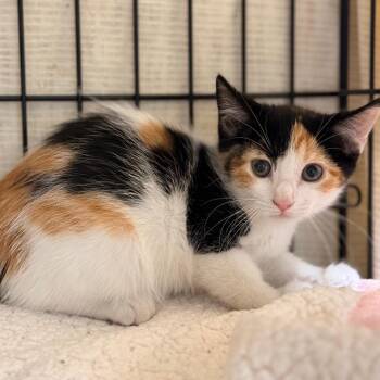 Kirsten -  Domestic Short Hair Cat for Adoption in Cumming, Georgia - Kirsten | PetCurious