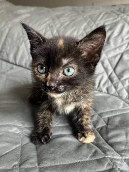 Sunny -  Domestic Short Hair Cat for Adoption in Columbia, Maryland - Sunny | PetCurious