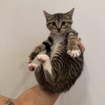 Domestic Short Hair Cats Available for Adoption in Chattanooga, Tennessee - Dunkalatte | PetCurious