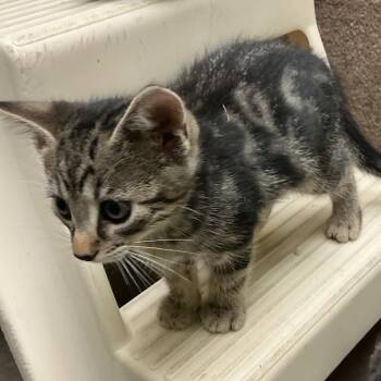 Silver -  Domestic Short Hair Cat for Adoption in Waynesburg, Pennsylvania - Silver | PetCurious