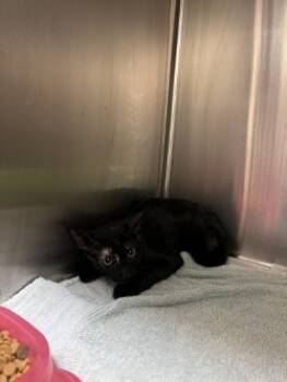 Rescue Domestic Short Hair Cats for Adoption in Farmers Branch, Texas - Squash | PetCurious