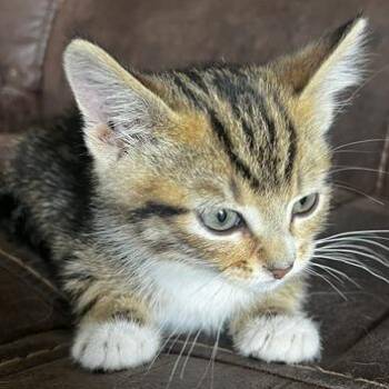 Charlie Frye -  Domestic Short Hair Cat for Adoption in Eagle Mountain, Utah - Charlie Frye | PetCurious