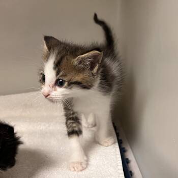 Caspian -  Domestic Short Hair Cat for Adoption in Harrisonburg, Virginia - Caspian | PetCurious