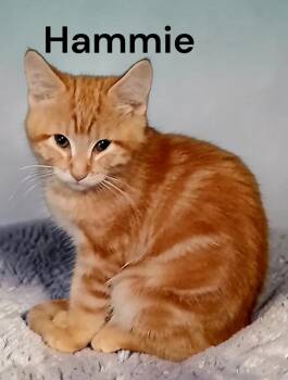 Hammie -  Tabby Cat Available for Adoption in Weems, Virginia - Hammie | PetCurious