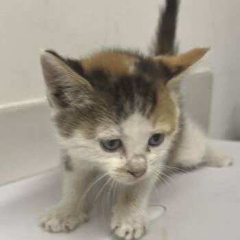 Sydney Sweeney -  Domestic Medium Hair Cat for Adoption in St. Louis, Missouri - Sydney Sweeney | PetCurious