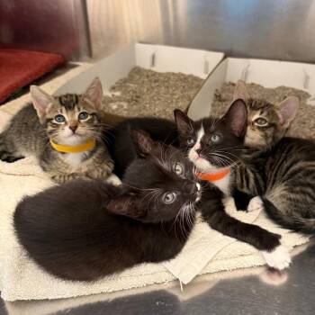 Penny (yellow collar) -  Domestic Short Hair Cat for Adoption in Philadelphia, Pennsylvania - Penny (yellow Collar) | PetCurious