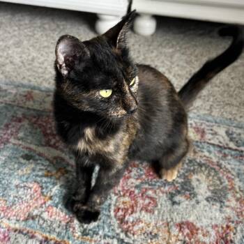 Bitsy -  Domestic Short Hair Cat for Adoption in Grantsville, Utah - Bitsy | PetCurious