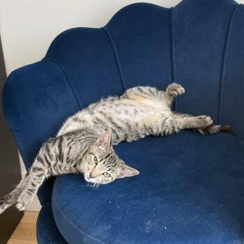 Rescue Domestic Short Hair Cats for Adoption - Cleo | PetCurious