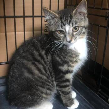 Franklin -  Domestic Short Hair Cat for Adoption in Johnstown, Pennsylvania - Franklin | PetCurious
