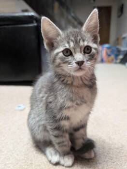 Domestic Short Hair Cats Available for Adoption in Lake Orion, Michigan - Quetzal | PetCurious