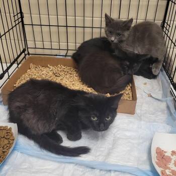 Dr Seuss Books_3 -  Domestic Short Hair Cat for Adoption in Westminster, California - Dr Seuss Books_3 | PetCurious