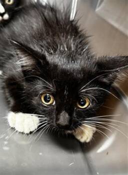 Rescue Domestic Short Hair Cats for Adoption in Palmetto, Florida - A132716 | PetCurious