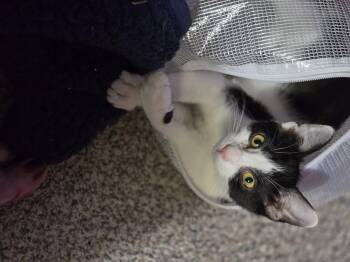 Dakota -  Domestic Medium Hair Cat for Adoption in Battle Creek, Michigan - Dakota | PetCurious