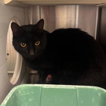 Domestic Short Hair Cats Available for Adoption in Norman, Oklahoma - Bird | PetCurious