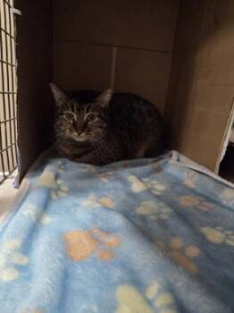 Domestic Short Hair Cats Available for Adoption - Sweet Pea | PetCurious