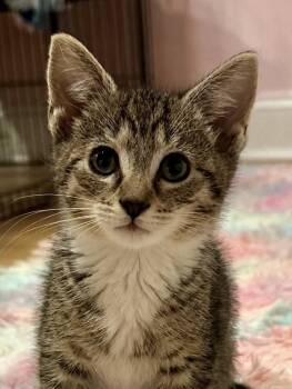 Domestic Short Hair Cats Available for Adoption in Lemoyne, Pennsylvania - Hennessy (biscuit Making Love Bug) | PetCurious