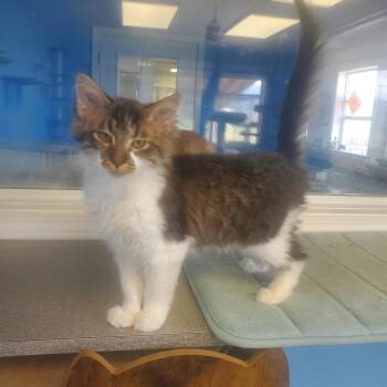 Domestic Long Hair Cats Available for Adoption in Polson, Montana - August | PetCurious