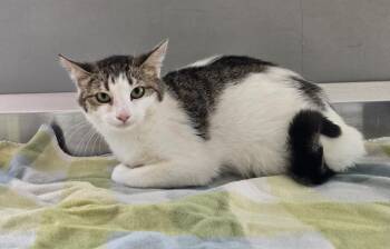 Domestic Short Hair Cats Available for Adoption in Dickson, Tennessee - Precious | PetCurious