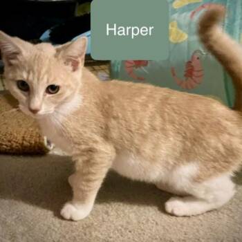 Harper -  Domestic Short Hair Cat for Adoption in Chalfont, Pennsylvania - Harper | PetCurious