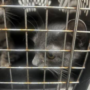Neptune -  Domestic Short Hair Cat for Adoption in Philadelphia, Pennsylvania - Neptune | PetCurious
