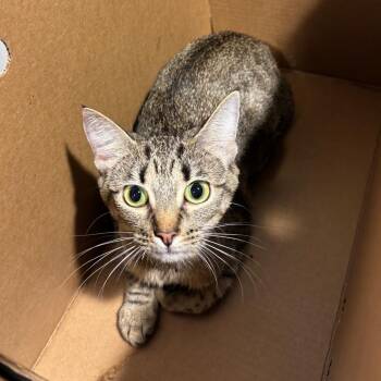 ZuZu -  Domestic Short Hair Cat for Adoption in Tampa, Florida - ZuZu | PetCurious