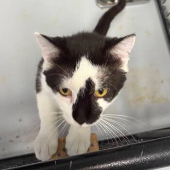 Domestic Short Hair Cats Available for Adoption in Carroll, Iowa - Winston | PetCurious