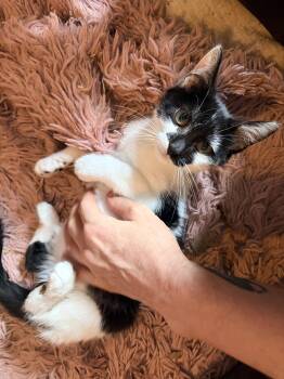 Chef -  Tuxedo Cat for Adoption in Newark Valley, New York - Chef | PetCurious