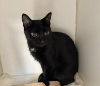 Renee -  Domestic Short Hair Cat for Adoption in Reisterstown, Maryland - Renee | PetCurious