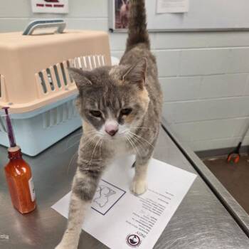Wendy -  Domestic Short Hair Cat for Adoption in Chattanooga, Tennessee - Wendy | PetCurious