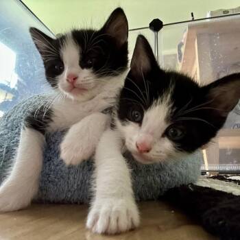 Domestic Short Hair Cats Available for Adoption in Huntsville, Alabama - Nutmeg | PetCurious