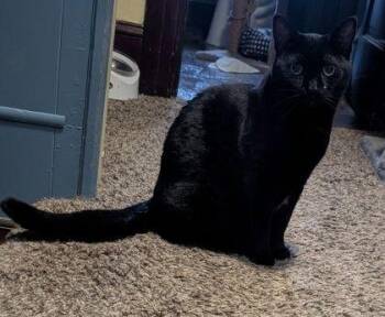 Charlotte -  Domestic Short Hair Cat for Adoption in Williamsport, Pennsylvania - Charlotte | PetCurious