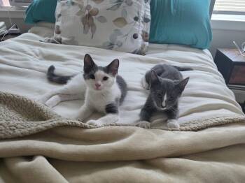 Billie Jean - BONDED PAIR -  Domestic Short Hair Cat for Adoption in Naugatuck, Connecticut - Billie Jean - BONDED PAIR | PetCurious