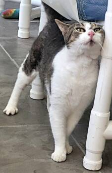 Domestic Short Hair Cats Available for Adoption - Petty | PetCurious