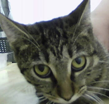 Rescue Domestic Short Hair Cats for Adoption in Dayton, Minnesota - Carinosa | PetCurious